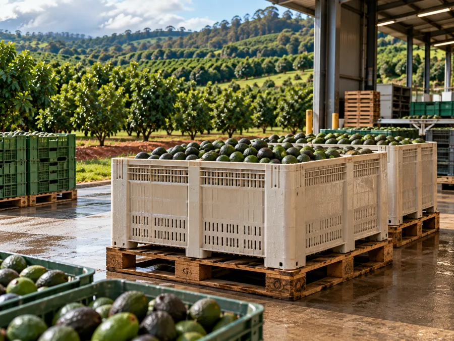 Bins of avocados palletised at a Northern Rivers packing shed